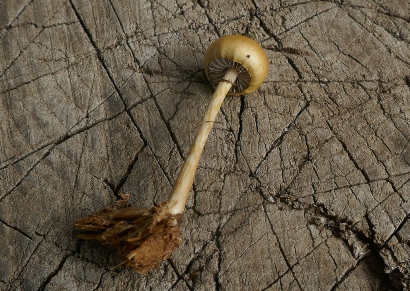 Photo © Jackie Ewan Protostropharia semiglobata by Jackie Ewan